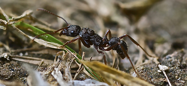 una-obrera-de-la-hormiga-ectatomma-ruidum-ectaheteromorfas