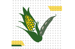 Conocimiento, tecnología e innovación con y para la comunidad agrícola de maíz y frijol del estado de Guanajuato