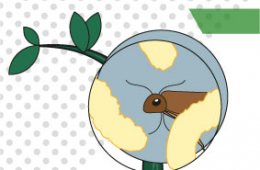 Hongos entomopatógenos: como aislarlos de suelos agrícolas