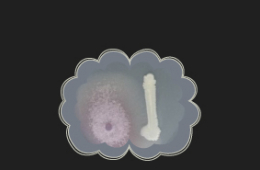 La liga de la justicia microbiana en el microcosmos del suelo