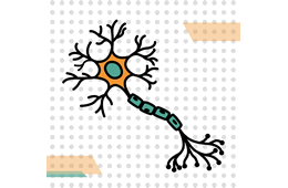 Laboratorio de Neurociencias: Regeneración de células neurales dañadas mediante estimulación de la neurogénesis en el cerebro adulto