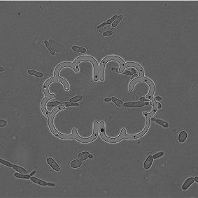 dr hector mora