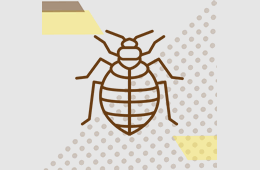 chinches