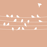 importan las aves