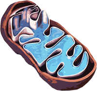 r4