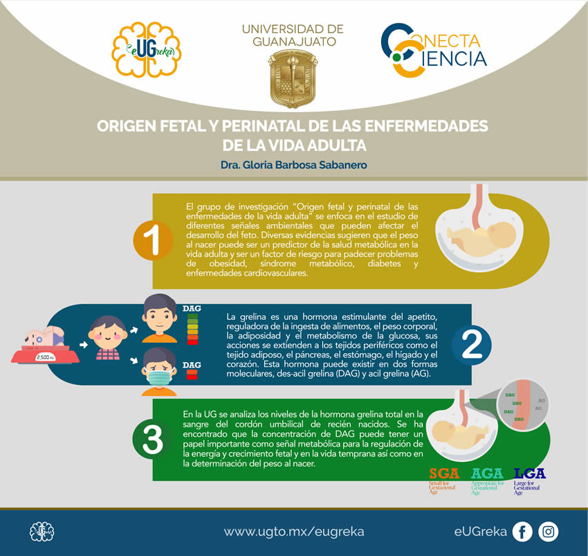 infografia origen fetal