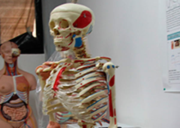 UG investiga sobre las estructuras humanas de carácter mecánico  