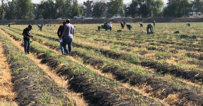 DICIVA capacita en Horticultura y Agricultura Protegida a estudiantes de la Universidad del Estado de Hidalgo 