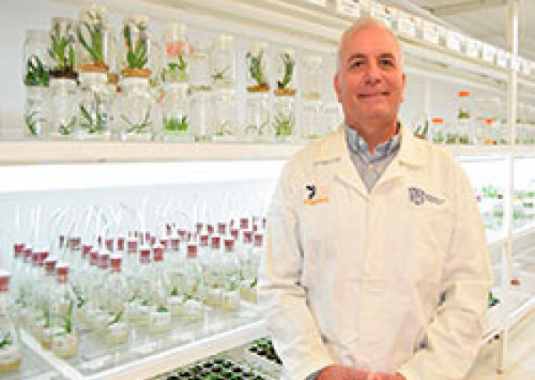 En la UG cultivan in vitro plantas de Agave de todo el territorio nacional para su propagación, conservación y mejora