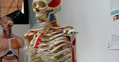 UG investiga sobre las estructuras humanas de carácter mecánico  