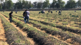 DICIVA capacita en Horticultura y Agricultura Protegida a estudiantes de la Universidad del Estado de Hidalgo 
