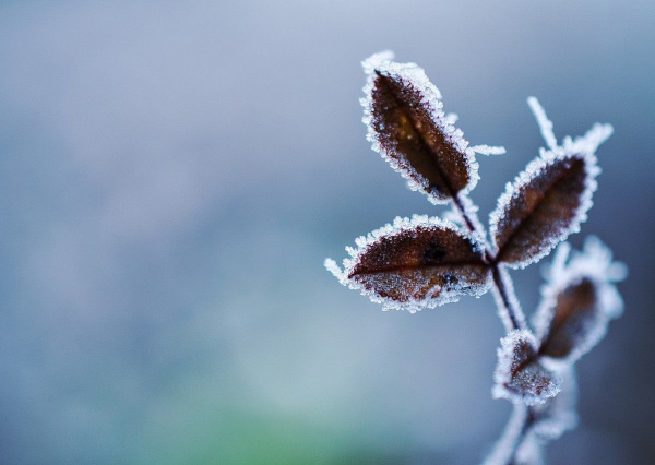 Frente frío número 24 afecta a Guanajuato con temperaturas extremas