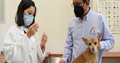 Aplican vacunas antirrábicas y desparasitación gratuita en la Clínica de Pequeñas Especies de la UG, con apoyo municipal