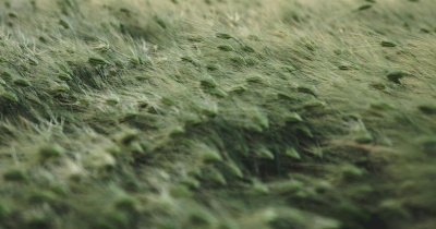 Frente frío número 13 provoca fuertes ráfagas de viento y heladas en Guanajuato: meteorólogo de la UG