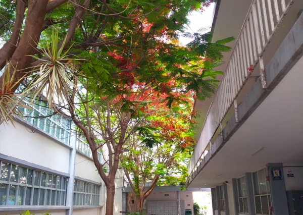 Cumple 80 años la ENMS de Celaya, primer espacio UG en la ciudad