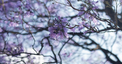 Prevén vientos intensos y lluvias ligeras para Guanajuato durante el periodo vacacional