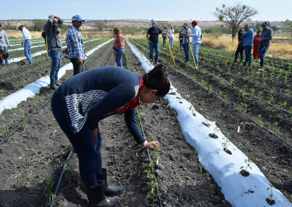 UG, en vinculación con empresa, busca mejorar rendimientos en producción de chile de árbol