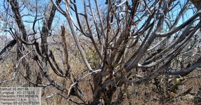 Académicas UG alertan sobre daños en vegetación nativa por calentamiento global 