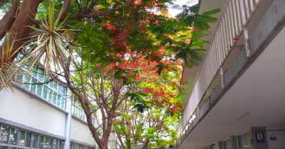 Cumple 80 años la ENMS de Celaya, primer espacio UG en la ciudad