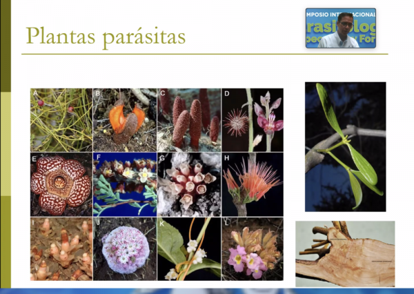 Se realiza el 2do. Simposio Internacional de Parasitología Agropecuaria y Forestal 