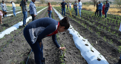 UG, en vinculación con empresa, busca mejorar rendimientos en producción de chile de árbol