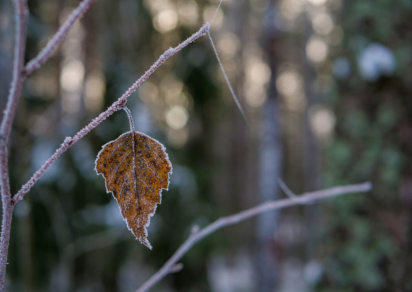 Se esperan heladas de hasta -5 °C en la primera quincena de noviembre