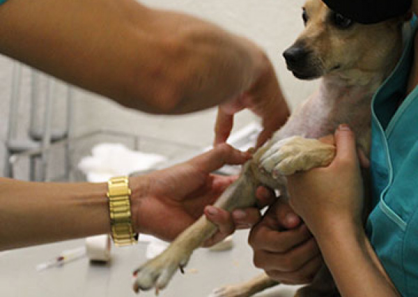 El programa de Lic. en Medicina Veterinaria y Zootecnia es de calidad reconocida por los CIEES
