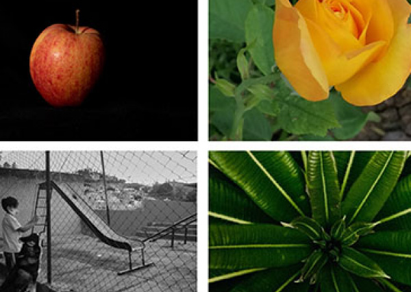 Da a conocer ASPAAUG los nombres de las y los ganadores del Concurso Virtual de Fotografía “Un mundo dentro de casa”