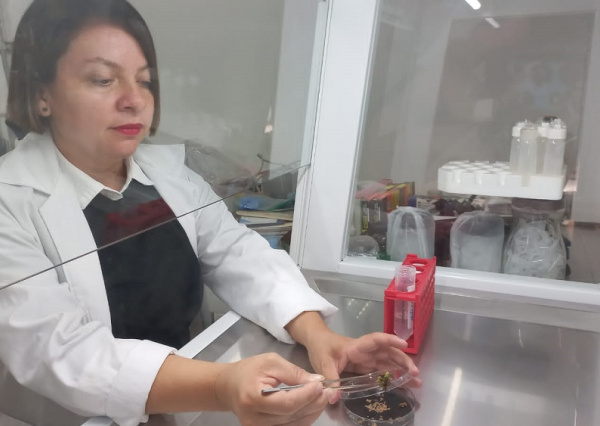 Investigan en UG cultivos tolerantes a sequías mediante ingeniería genética 