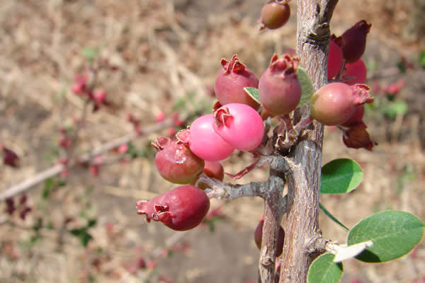 Impulsan al membrillo cimarrón como fruta alternativa | Universidad de Guanajuato (UG) membrillo-cimarron-universidad-guanajuato-ug