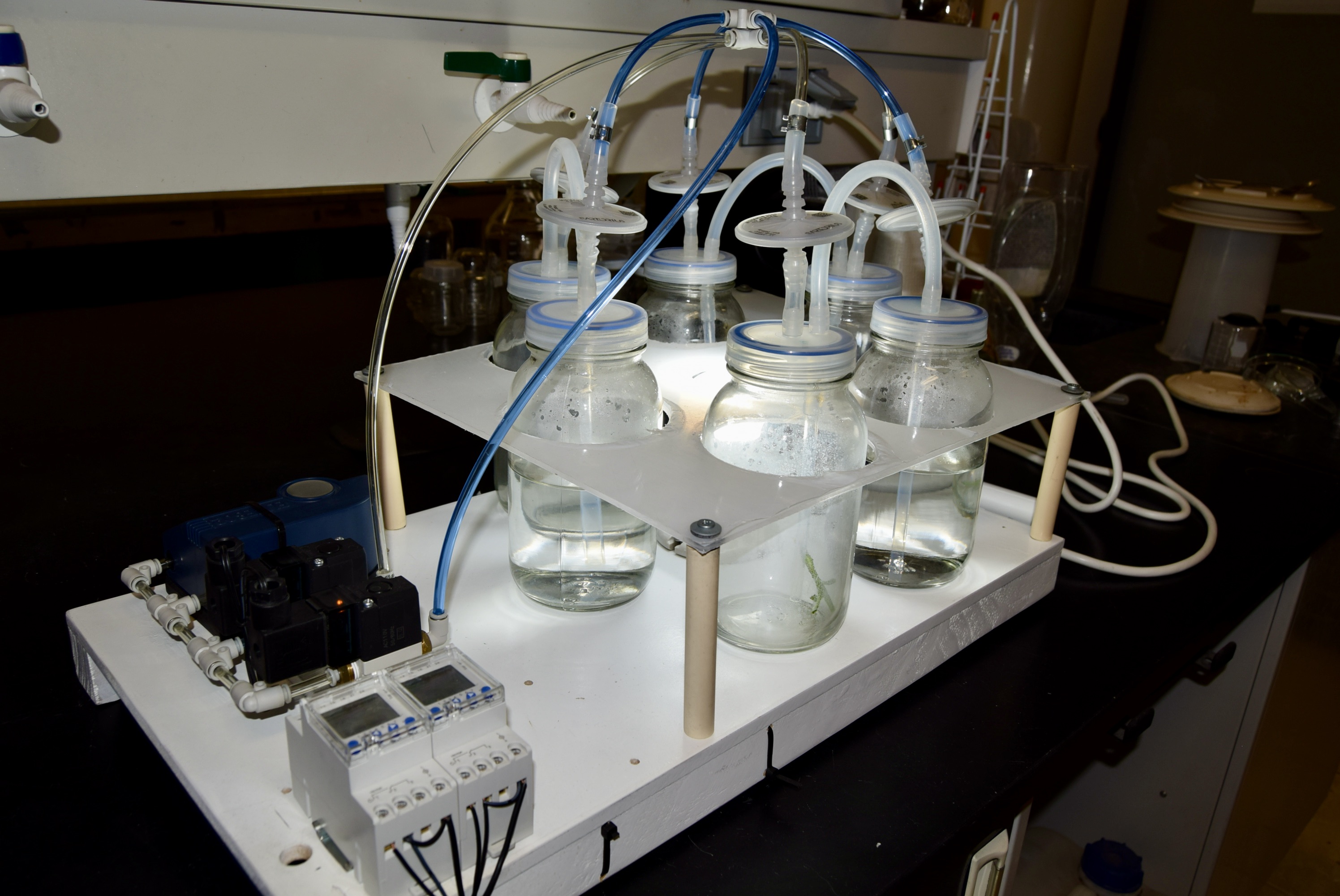 patente procedimiento agave tequilana 3