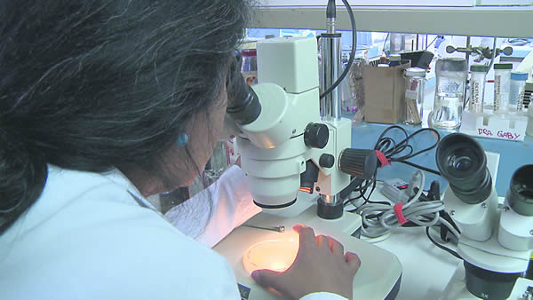 combatir-la-giardia-liamblia-sin-efectos-secudarios-udeg-ugto