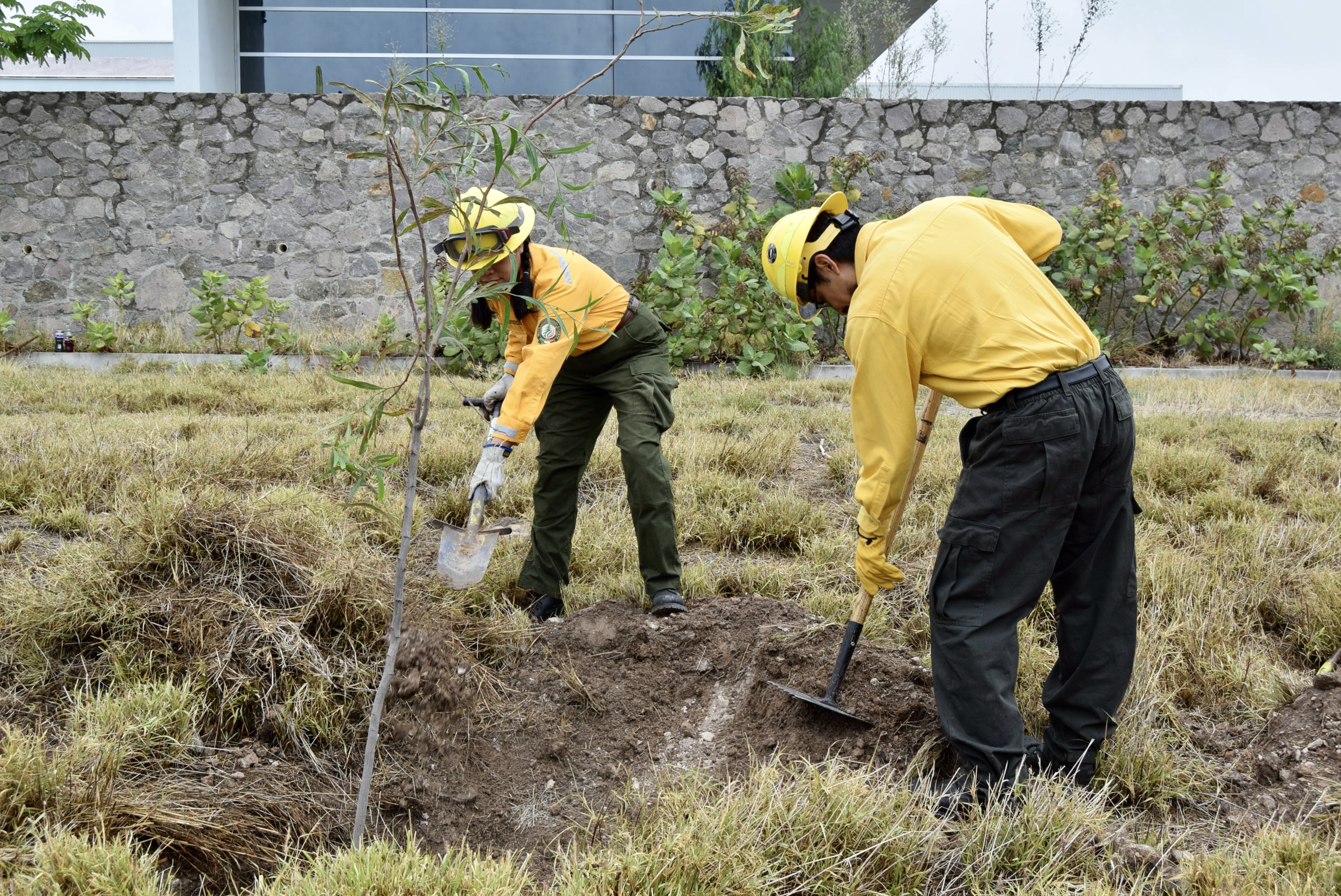 reforestacion diciva 5