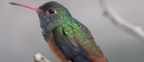 redes-mutualistas-colibris-