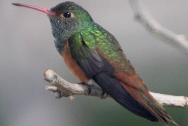 redes-mutualistas-colibris