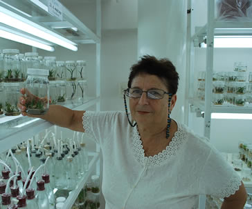 profesora-de-la-universidad-agraria-de-la-habana-realiza-cultivo-in-vtro-agave-ug-ugto-