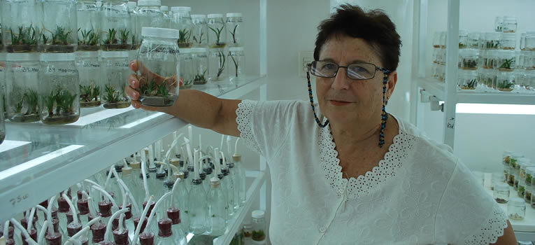 profesora-de-la-universidad-agraria-de-la-habana-realiza-cultivo-in-vtro-agave-ug-ugto