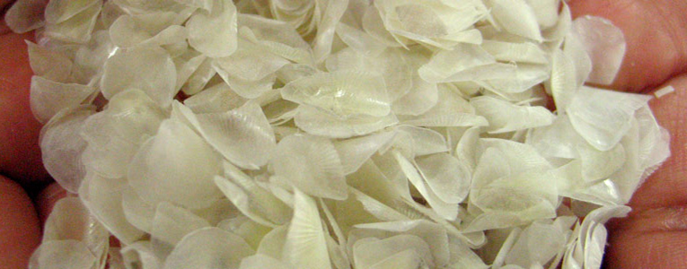 Escamas de tilapia, alternativa para sustituir plásticos escamas-tilapia-alternativa-sustituir-plastico