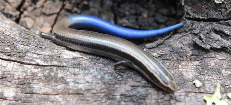 cinug-aporta-al-conocimineto-de-la-biodiversidad-ug-ugto