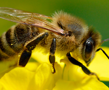 mejora-produccion-abeja-europea-hidalgo-uaeh-