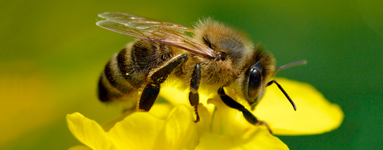 mejora-produccion-abeja-europea-hidalgo-uaeh