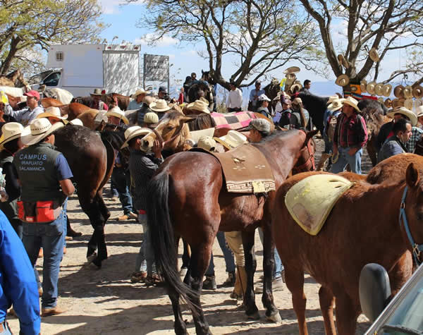 servicio-medico-equino-medicina-veterinaria-zootecnia-universidad-guanajuato-ug