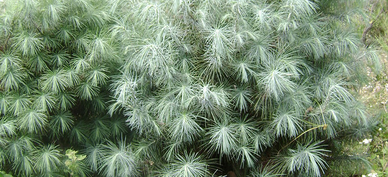 pino-azul-especie-peligro-extincion-mexico