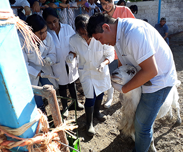 hematologia-veterinarios-universidad-guanajuato-ug-ugto-