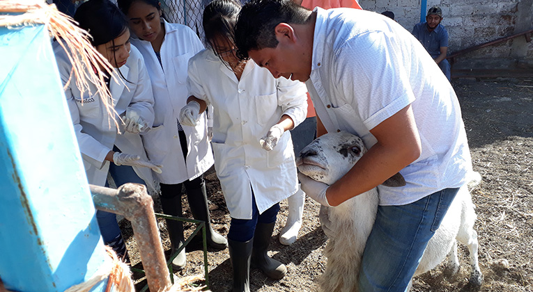 hematologia-veterinarios-universidad-guanajuato-ug-ugto