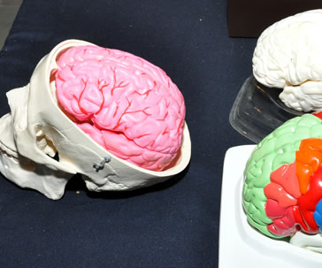 exploran-nivel-cerebral-causas-obesidad-universidad-guanajuato-ug-ugto-