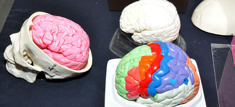 exploran-nivel-cerebral-causas-obesidad-universidad-guanajuato-ug-ugto