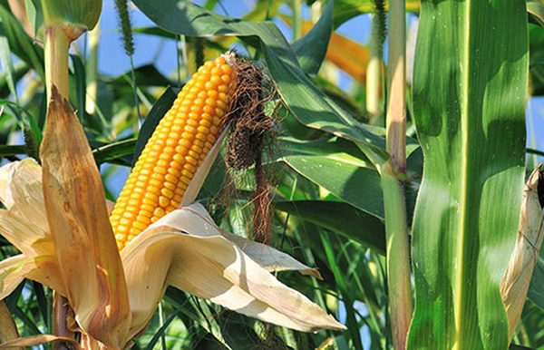 La UG impulsa investigación en seguridad alimentaria y su impacto en la salud | Universidad de Guanajuato (UG) laboratorio-nutricion-ambiental-universidad-guanajuato-ug