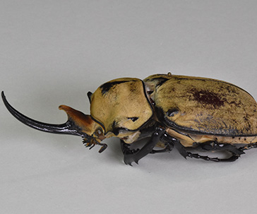 tiene-ug-28-mil-insectos-en-coleccion-entomologica-leopoldo-tinoco-corona-