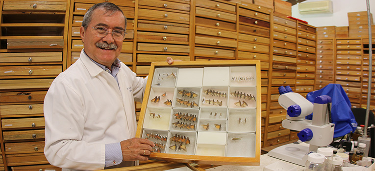 tiene-ug-28-mil-insectos-en-coleccion-entomologica-leopoldo-tinoco-corona